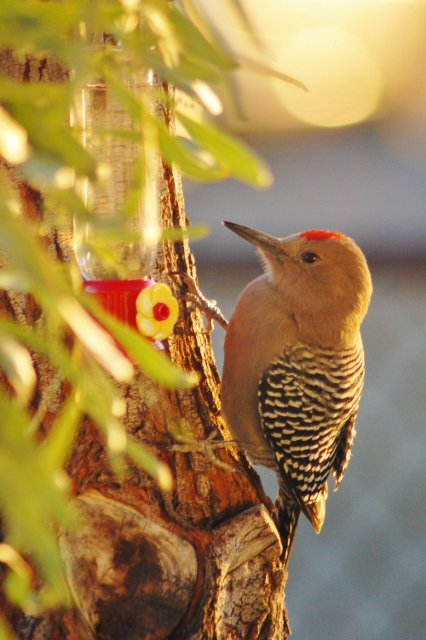 gila woodpecker